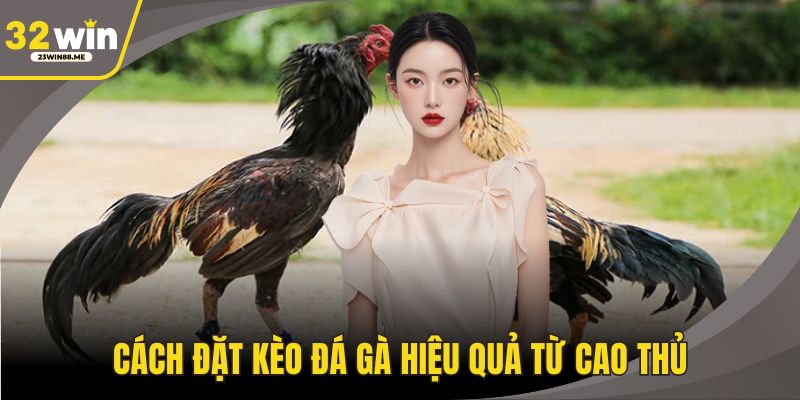 Cách đặt kèo đá gà hiệu quả từ cao thủ