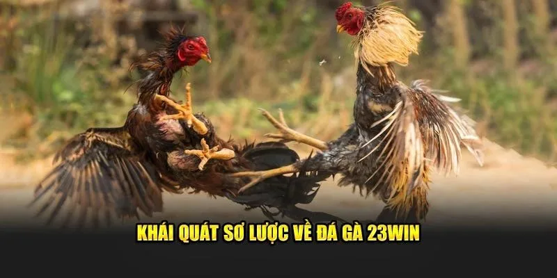 Các hình thức thi đấu phổ biến tại đá gà 23WIN